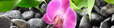 Фартук для кухни «Орхидея»